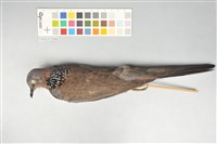 藏品(斑頸鳩)的圖片